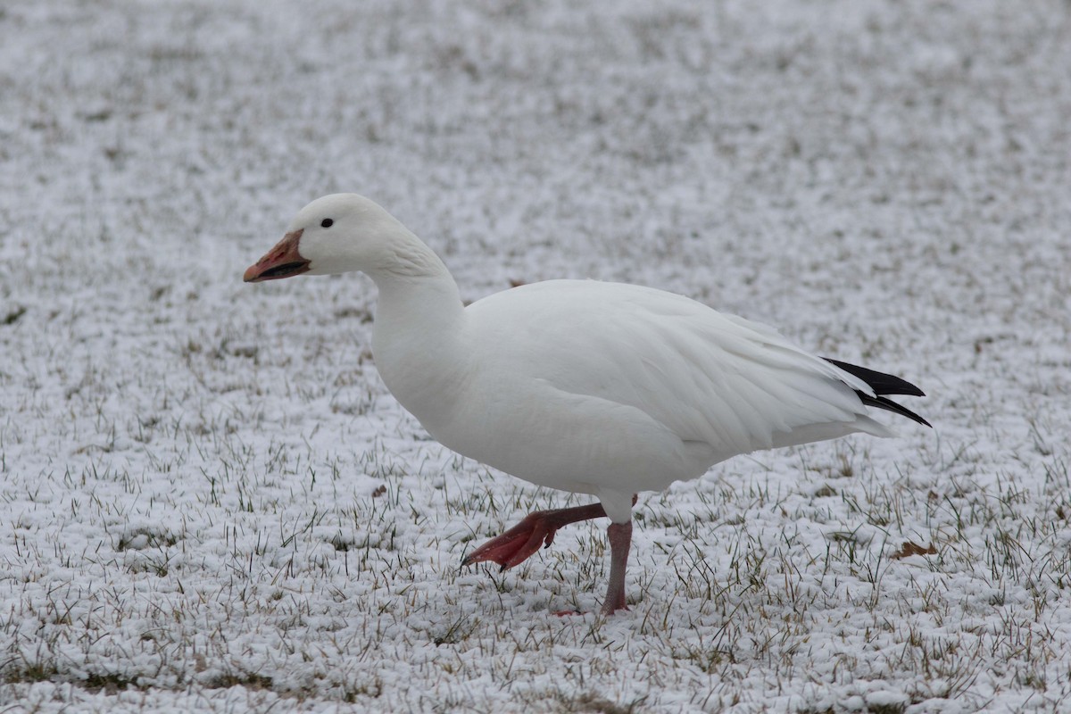 Snow Goose - Richard MacDonald