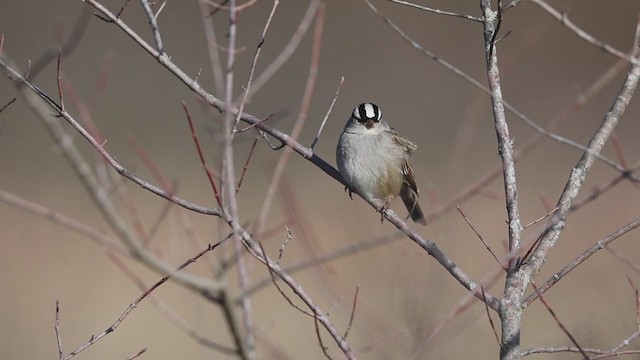 White-crowned Sparrow - ML198294071