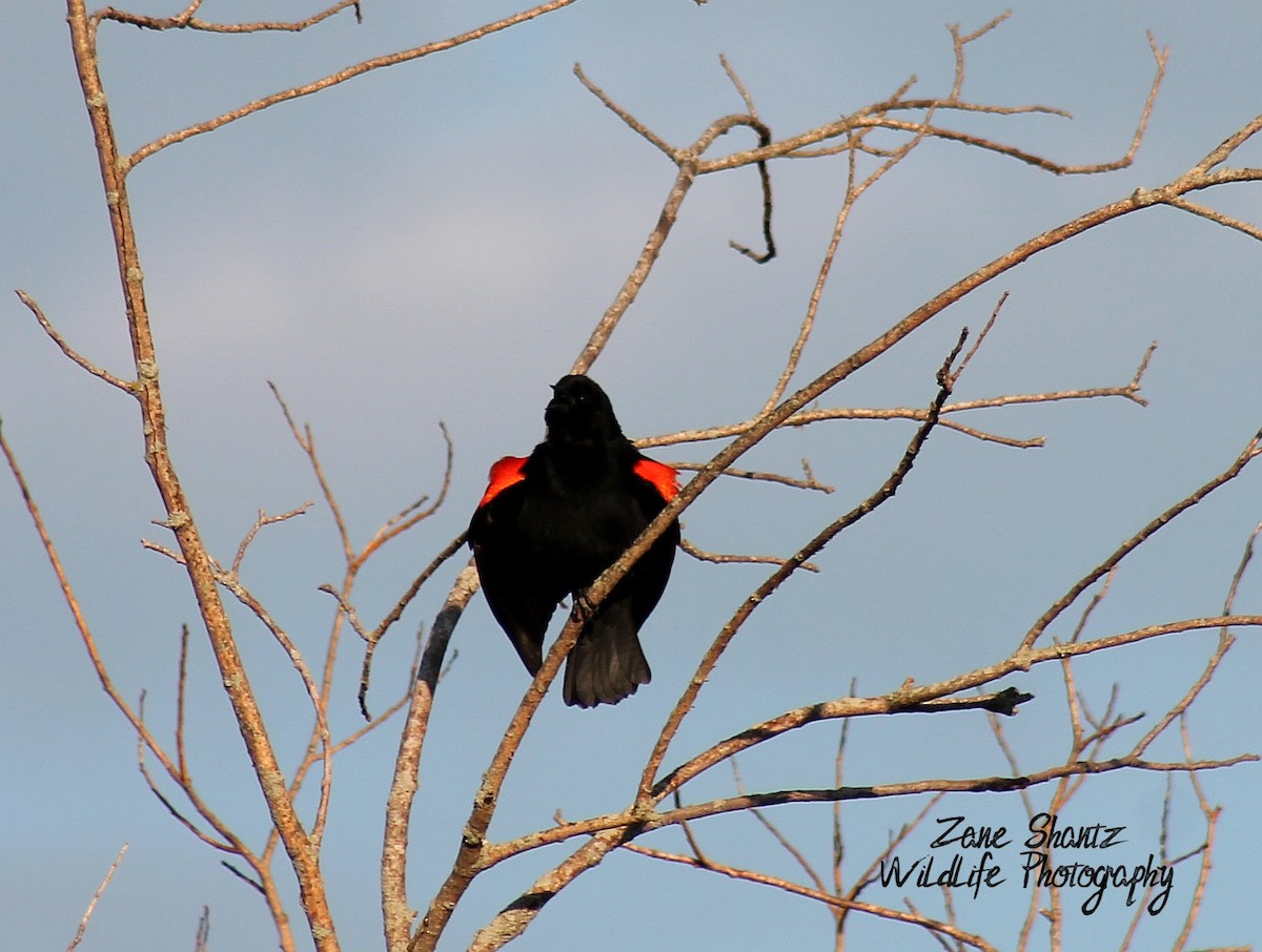 Red-winged Blackbird - ML198298031