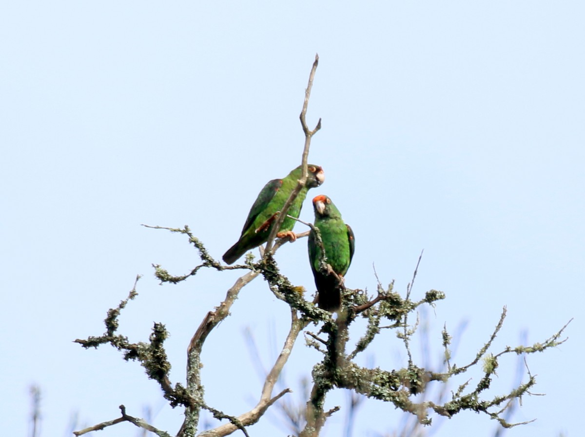 Red-fronted Parrot - ML198300421
