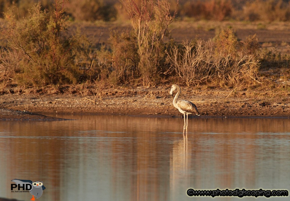 Greater Flamingo - Marcos Lacasa