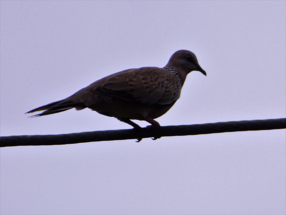 Spotted Dove - Mike Tuer