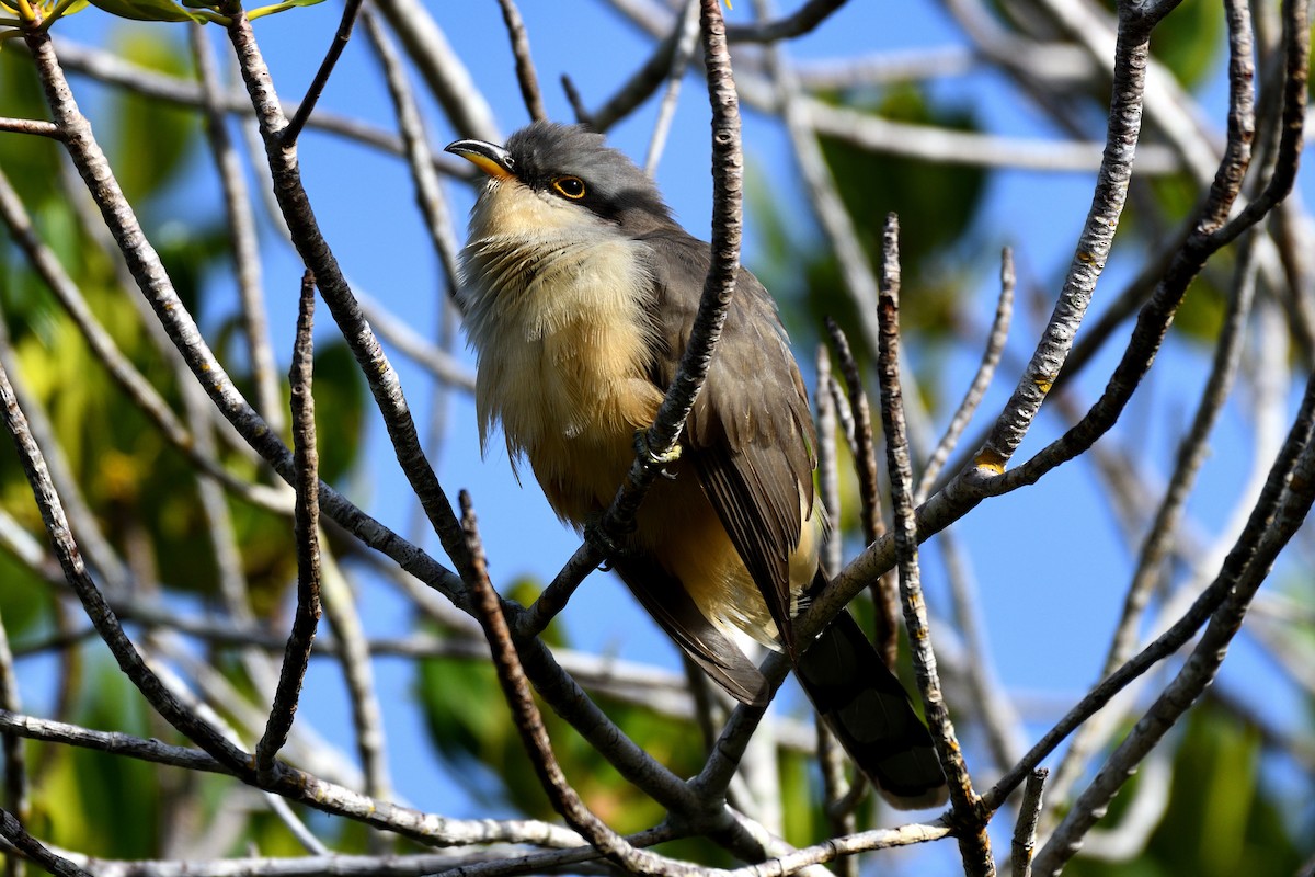 Mangrove Cuckoo - Hugh Whelan
