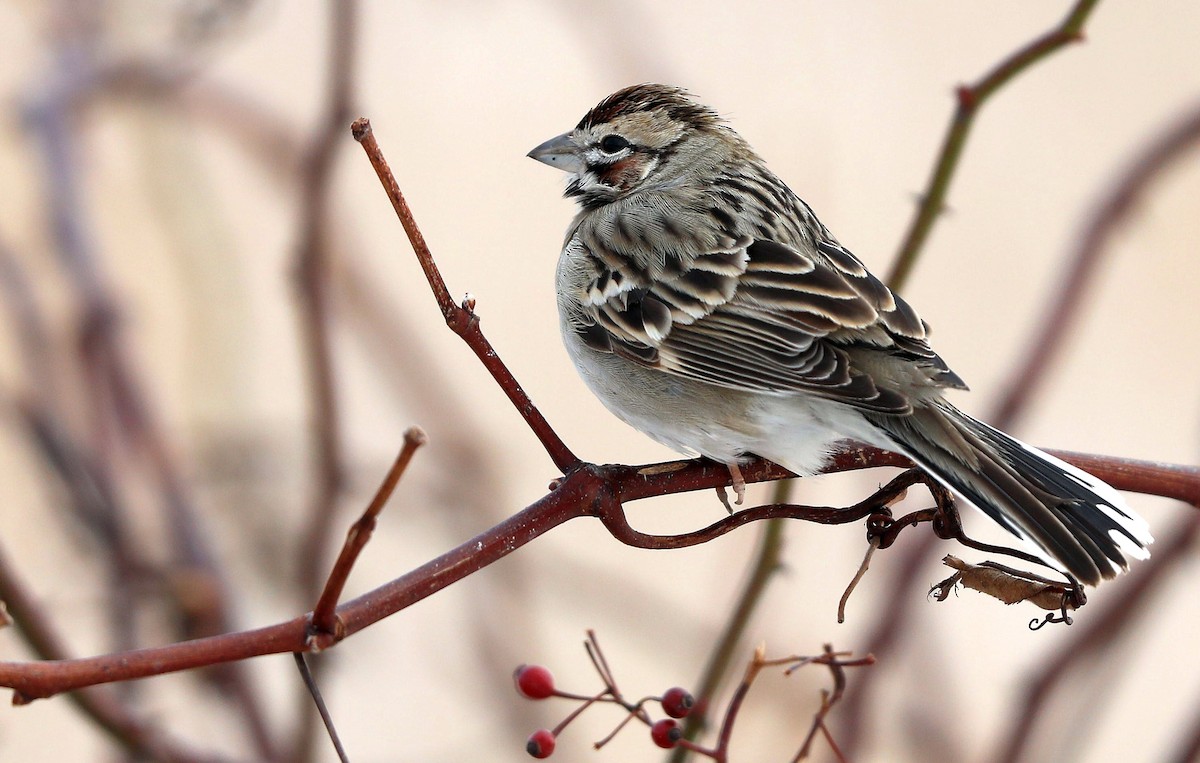 Lark Sparrow - Matthew Brown