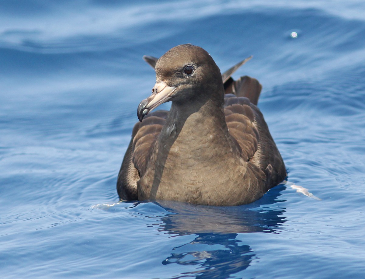 Flesh-footed Shearwater - ML198313751