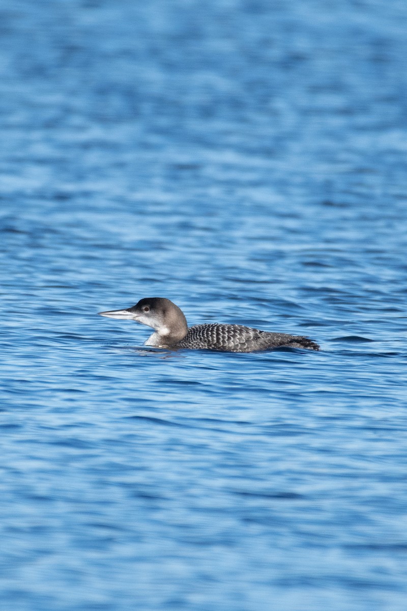 Common Loon - Christopher Hicks