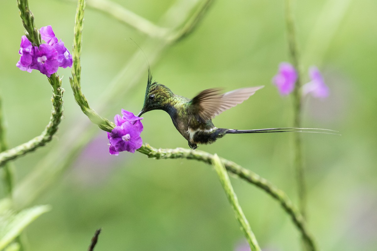 Wire-crested Thorntail - ML198314661