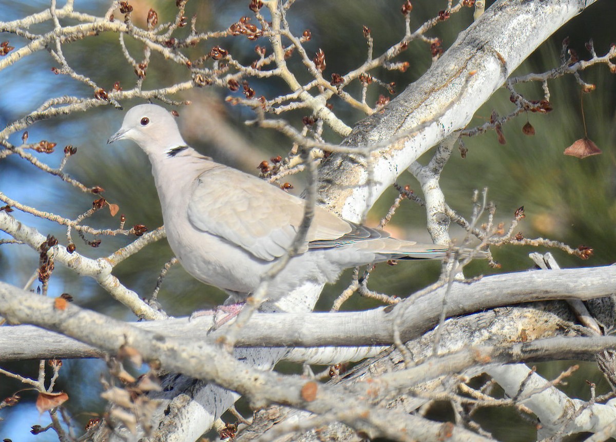 Eurasian Collared-Dove - ML198316751