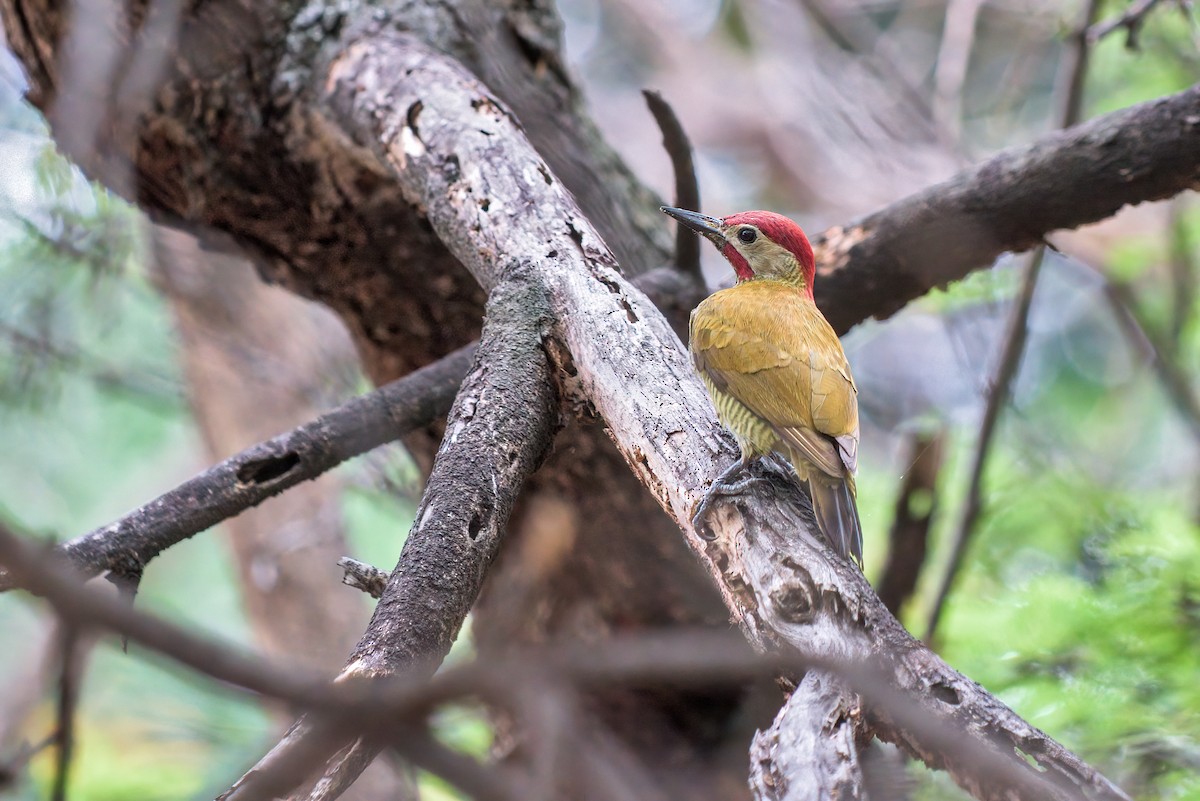 Golden-olive Woodpecker - ML198321531