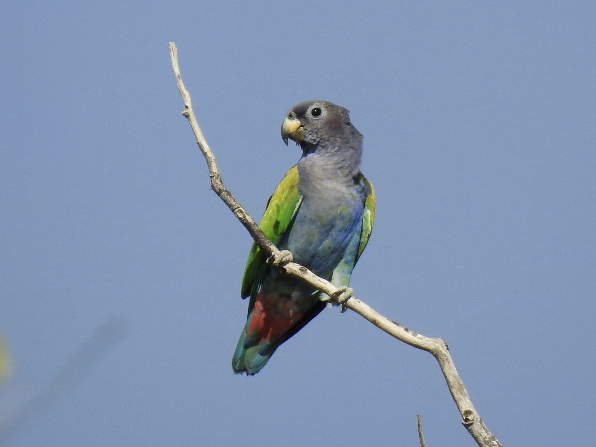Blue-headed Parrot (Reichenow's) - Fe Sofal