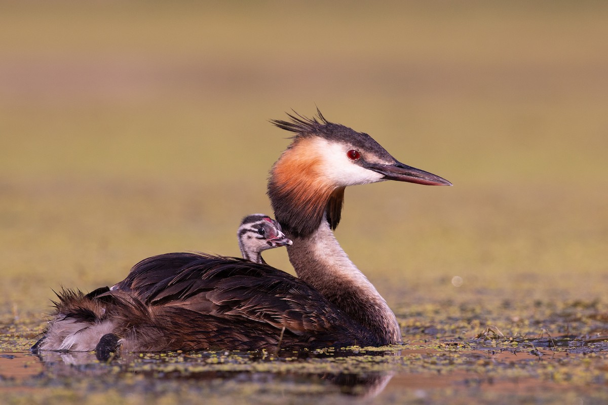 Great Crested Grebe - ML198330061