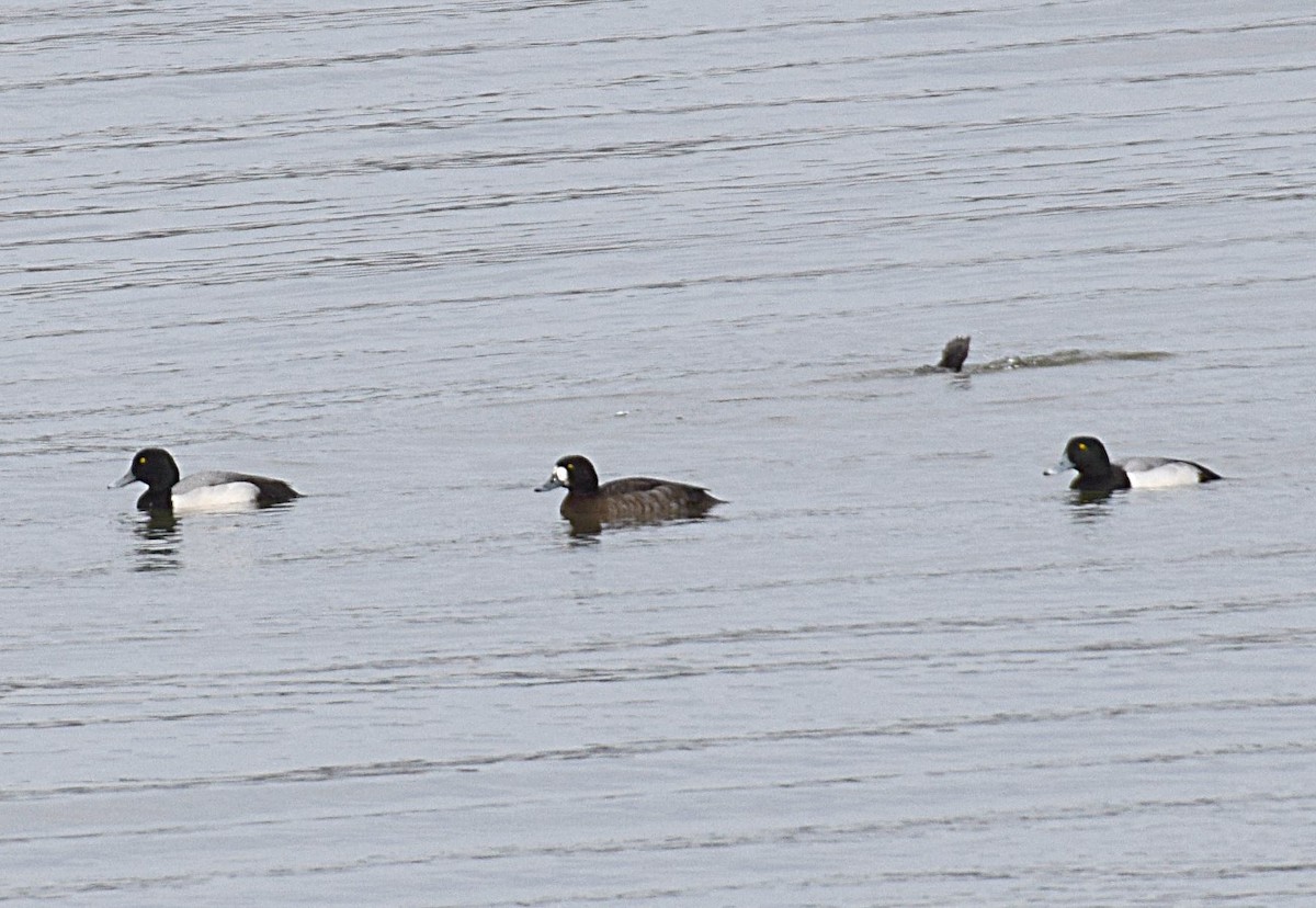 Greater Scaup - ML198332801