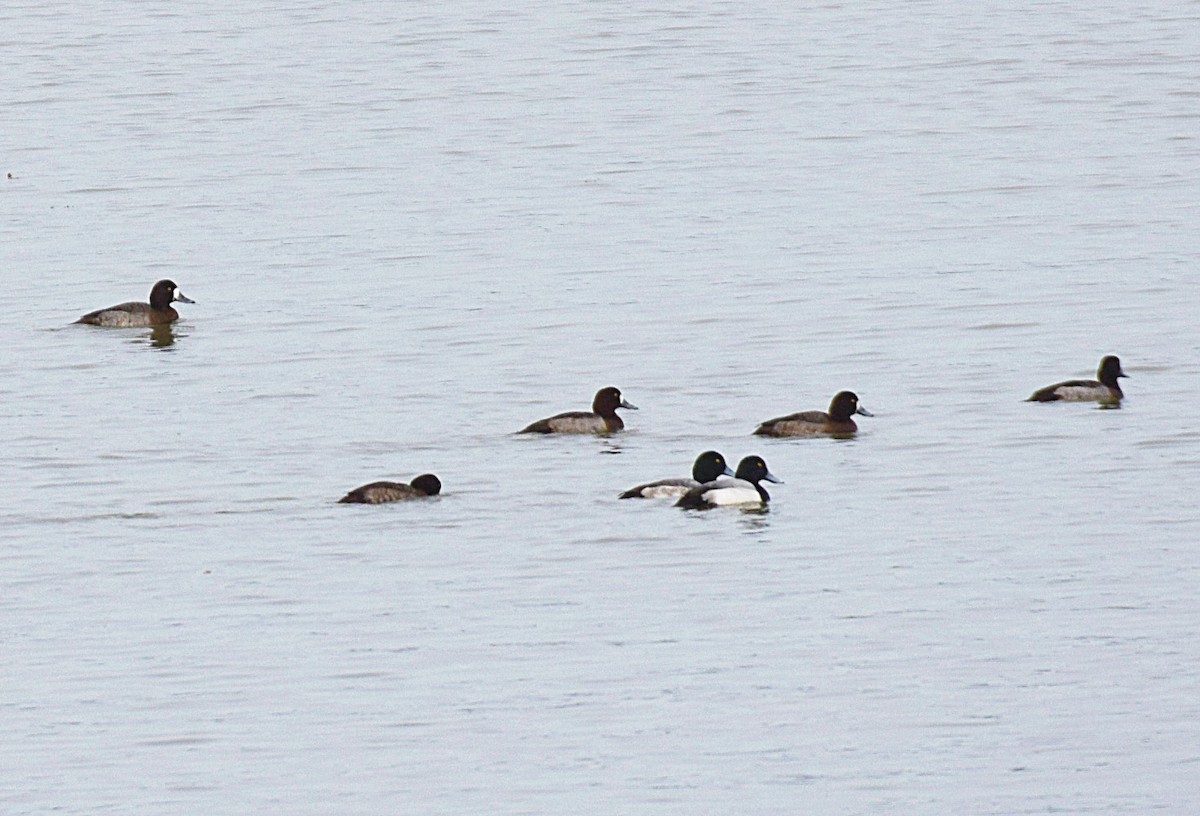 Greater Scaup - ML198332811