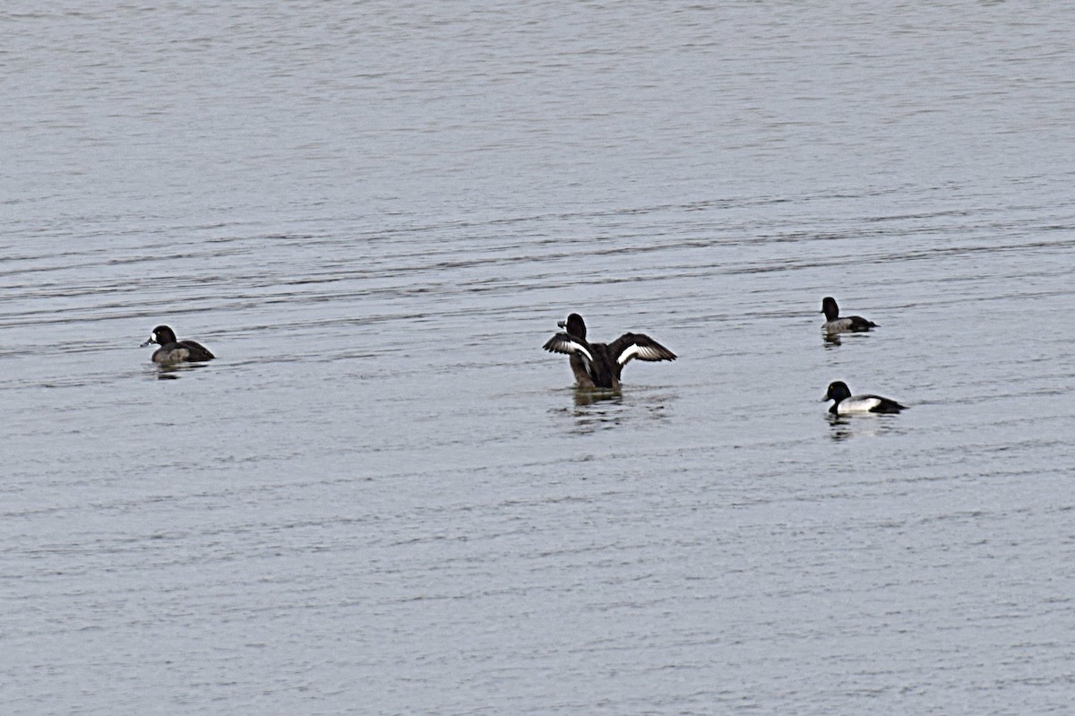 Greater Scaup - ML198332821