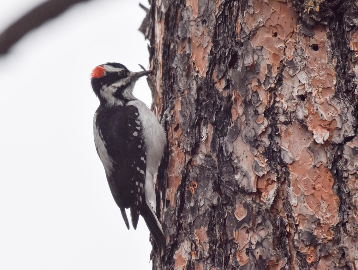 Hairy Woodpecker (Rocky Mts.) - Herb Elliott