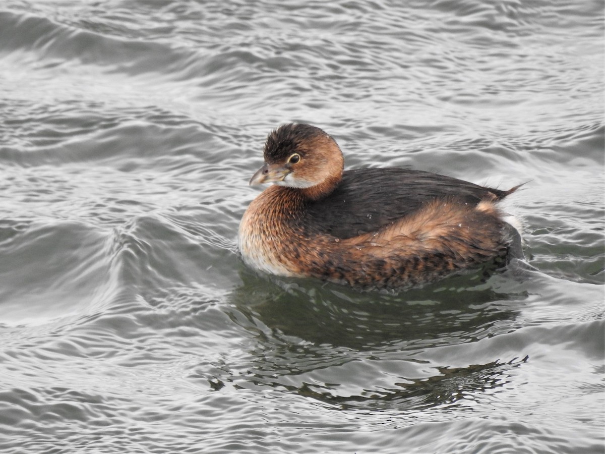 Pied-billed Grebe - Marty Finch