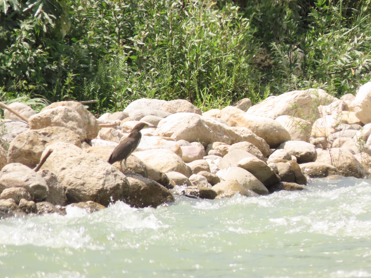 ML198338211 Fasciated Tiger-Heron Macaulay Library
