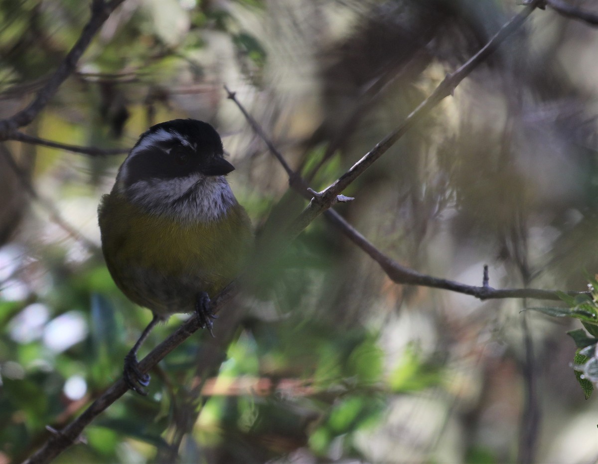 Sooty-capped Chlorospingus - ML198342751