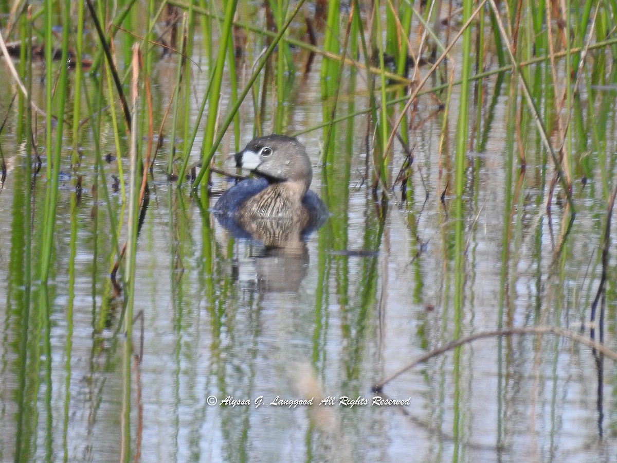 eBird Checklist - 9 Jan 2020 - Guana River WMA - 55 species