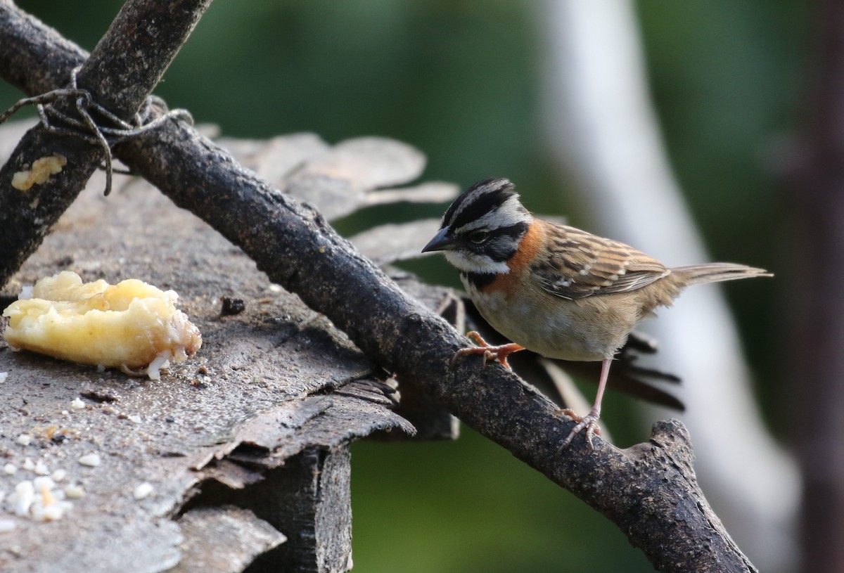 Rufous-collared Sparrow - Sarah Dzielski