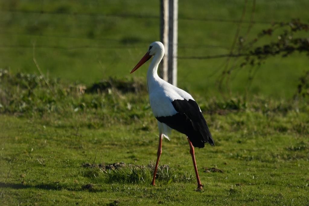 White Stork - ML198359211
