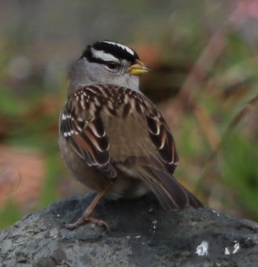 White-crowned Sparrow - ML198367931