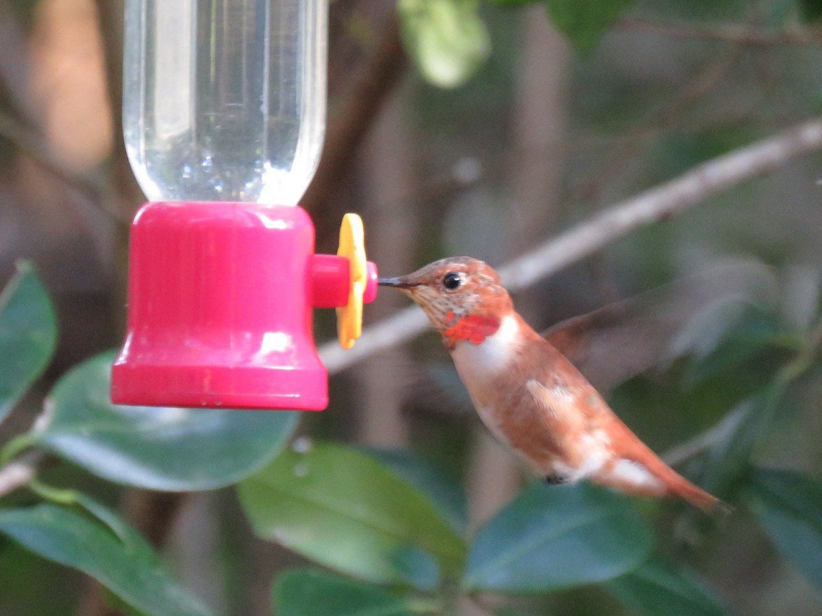 Rufous Hummingbird - ML198371581
