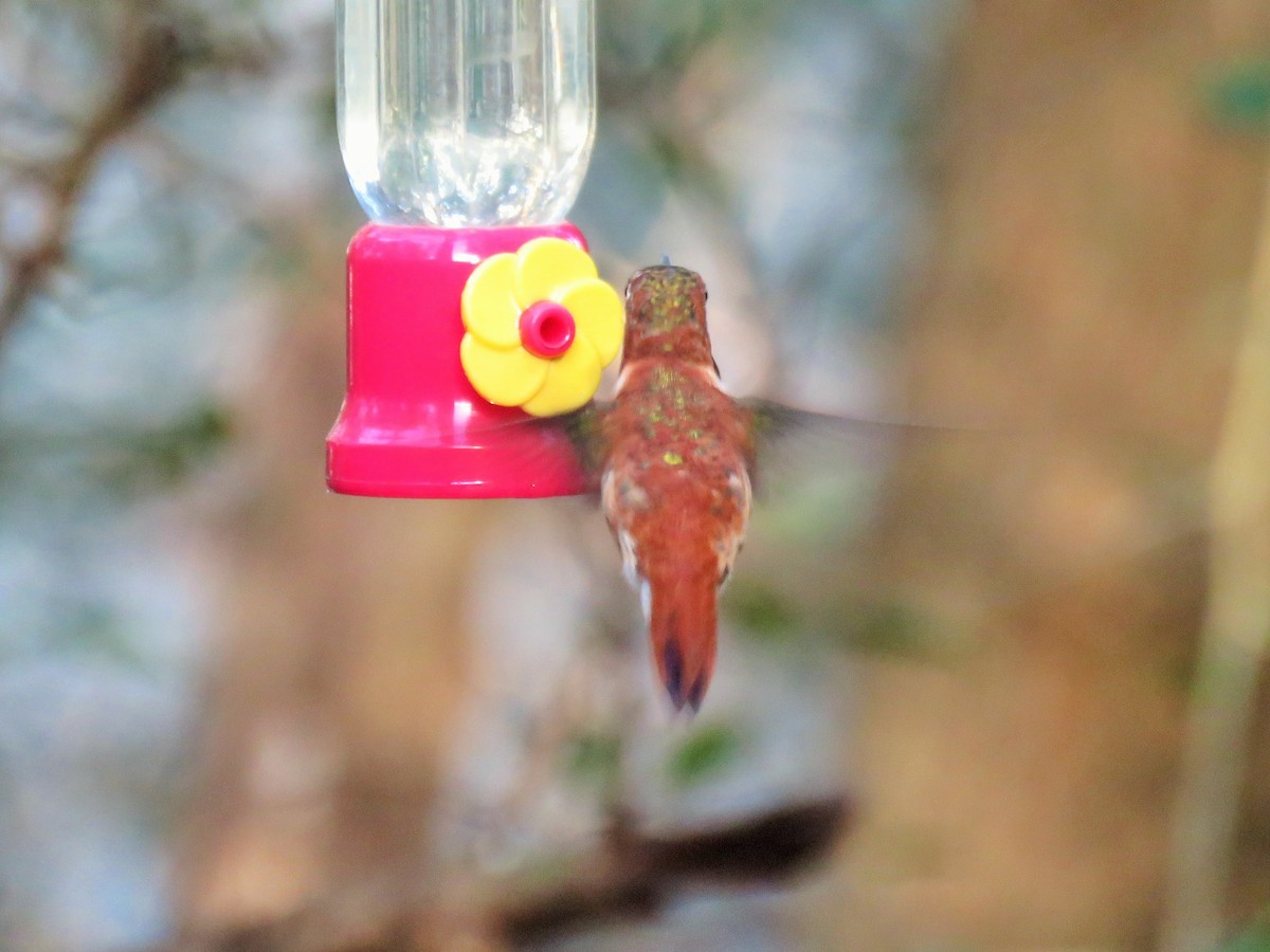 Rufous Hummingbird - ML198371691