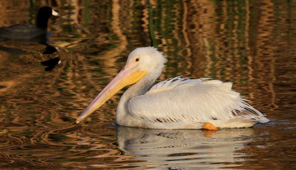 American White Pelican - Matthew Grube