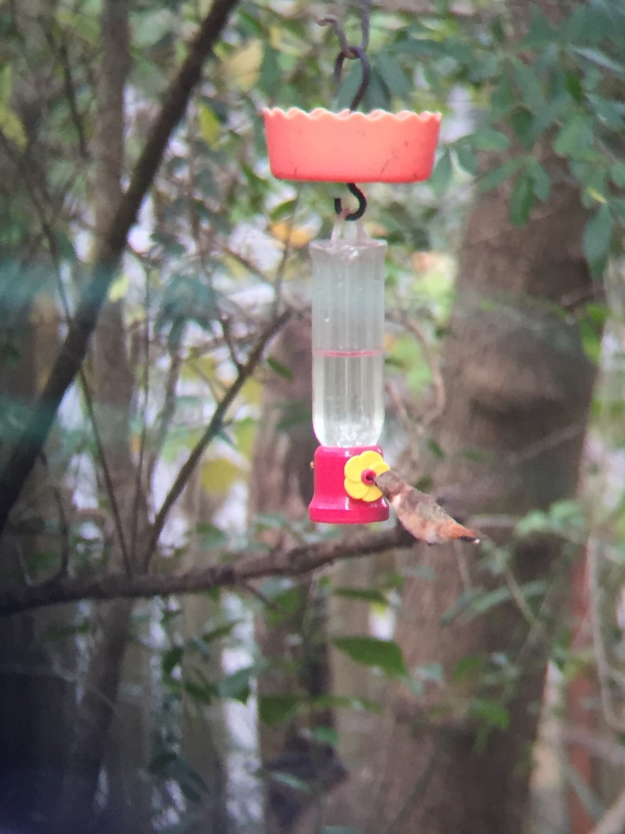 Rufous Hummingbird - ML198379351
