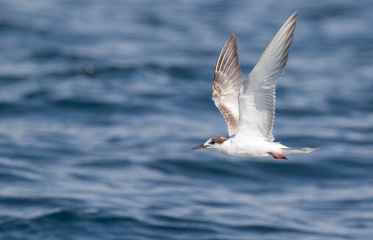 Common Tern - Doug Gochfeld