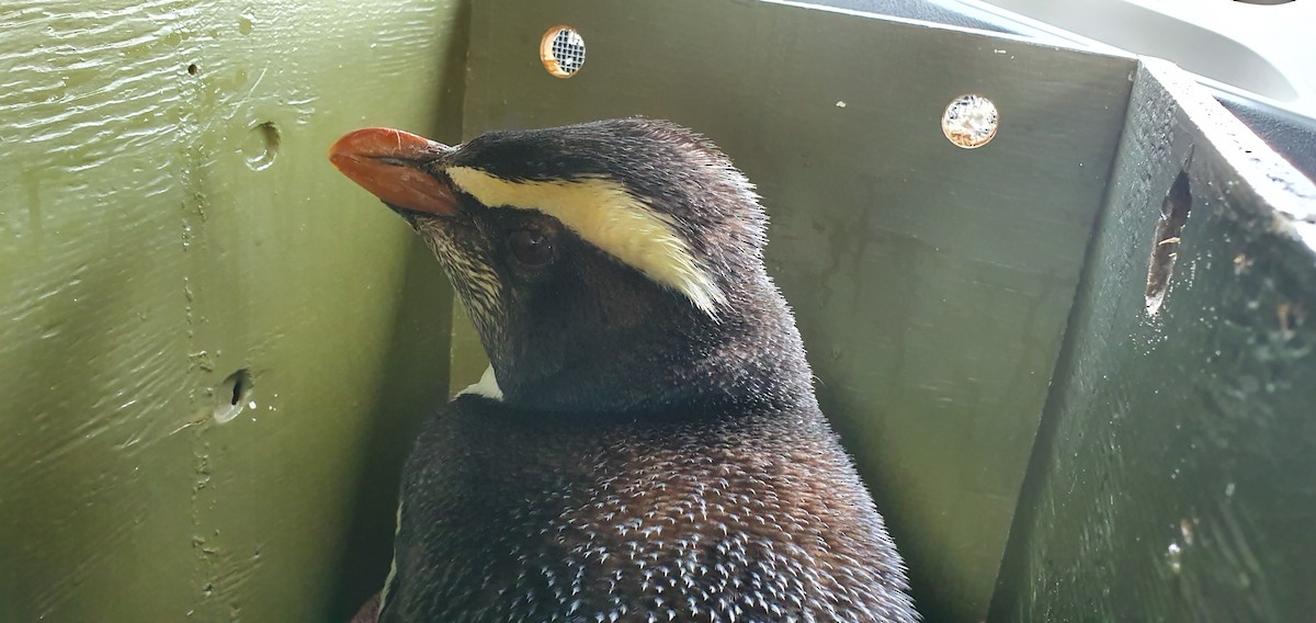 Fiordland Penguin - Anita  Spencer