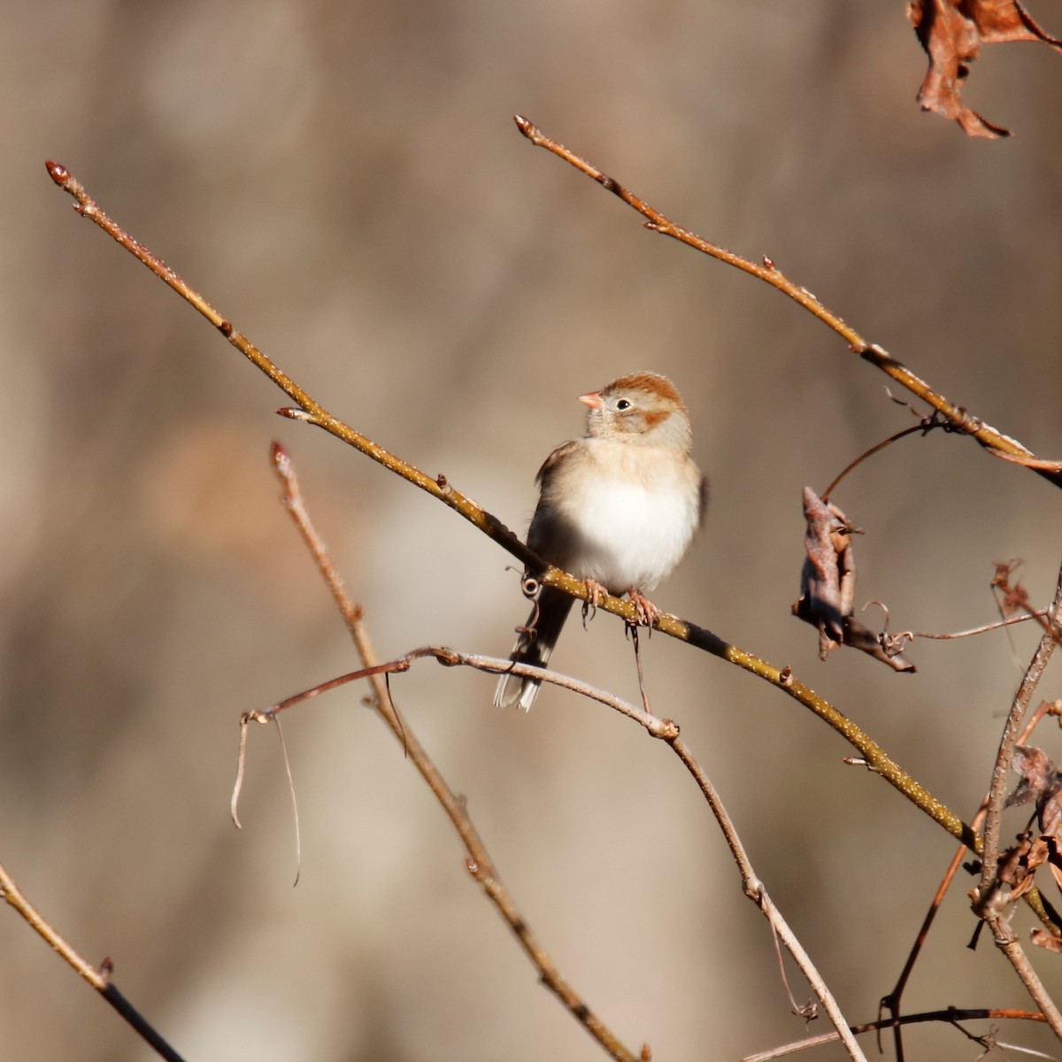 Field Sparrow - ML198389441