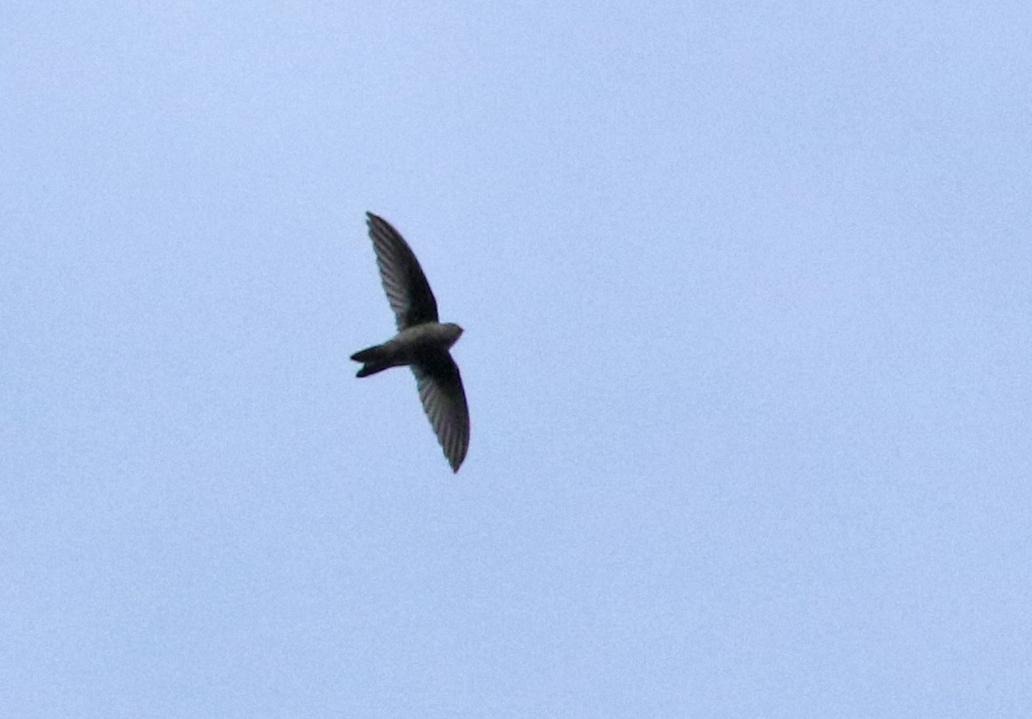 Himalayan Swiftlet - Dave Bakewell
