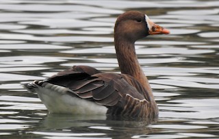 Greater White-fronted Goose, ML198408291