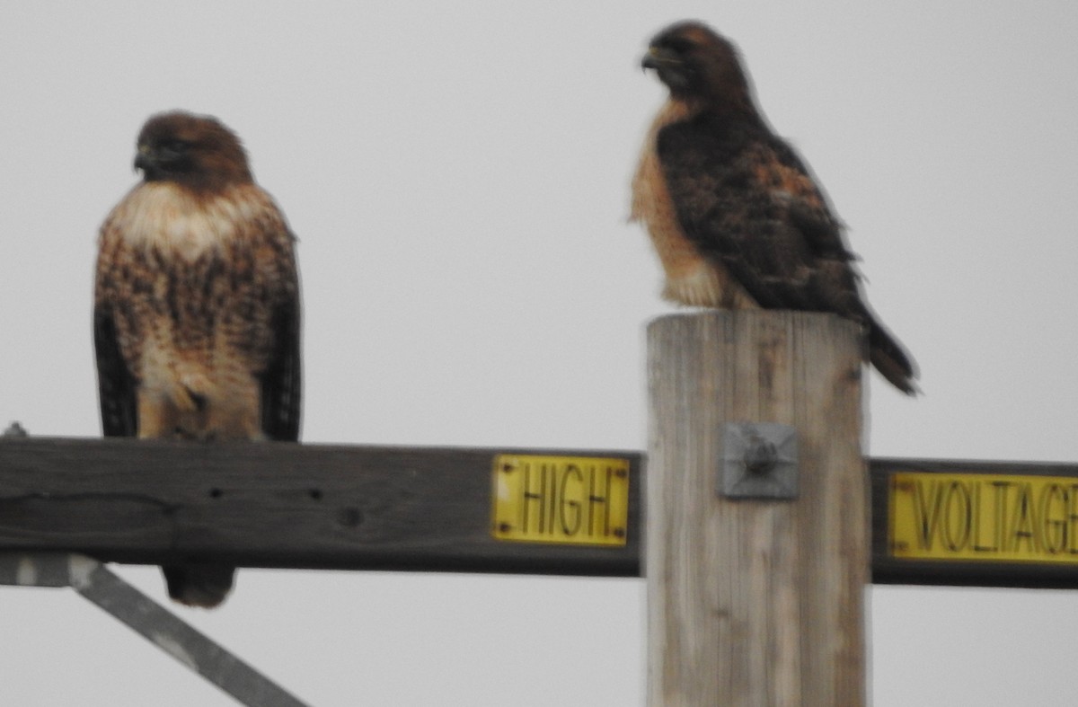 Red-tailed Hawk - ML198408581