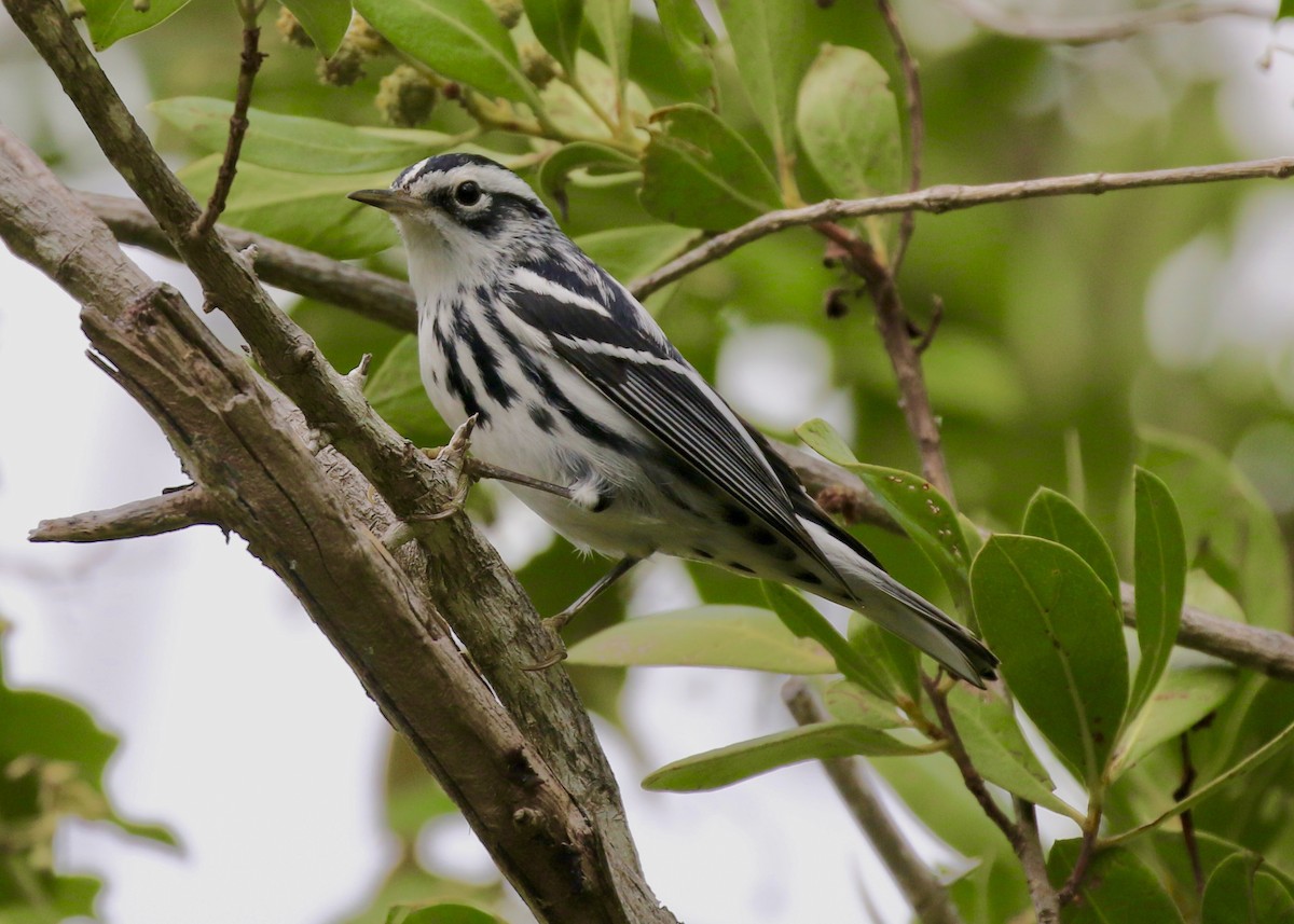 Black-and-white Warbler - ML198412051