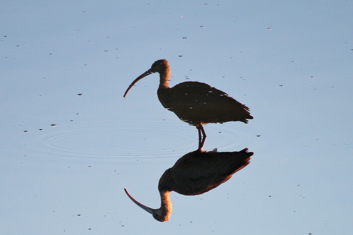 ibis americký - ML198415681