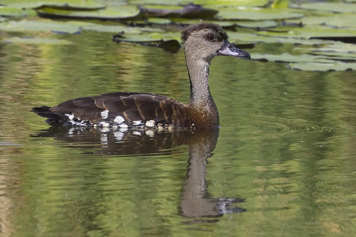 Spotted Whistling-Duck - ML198417501