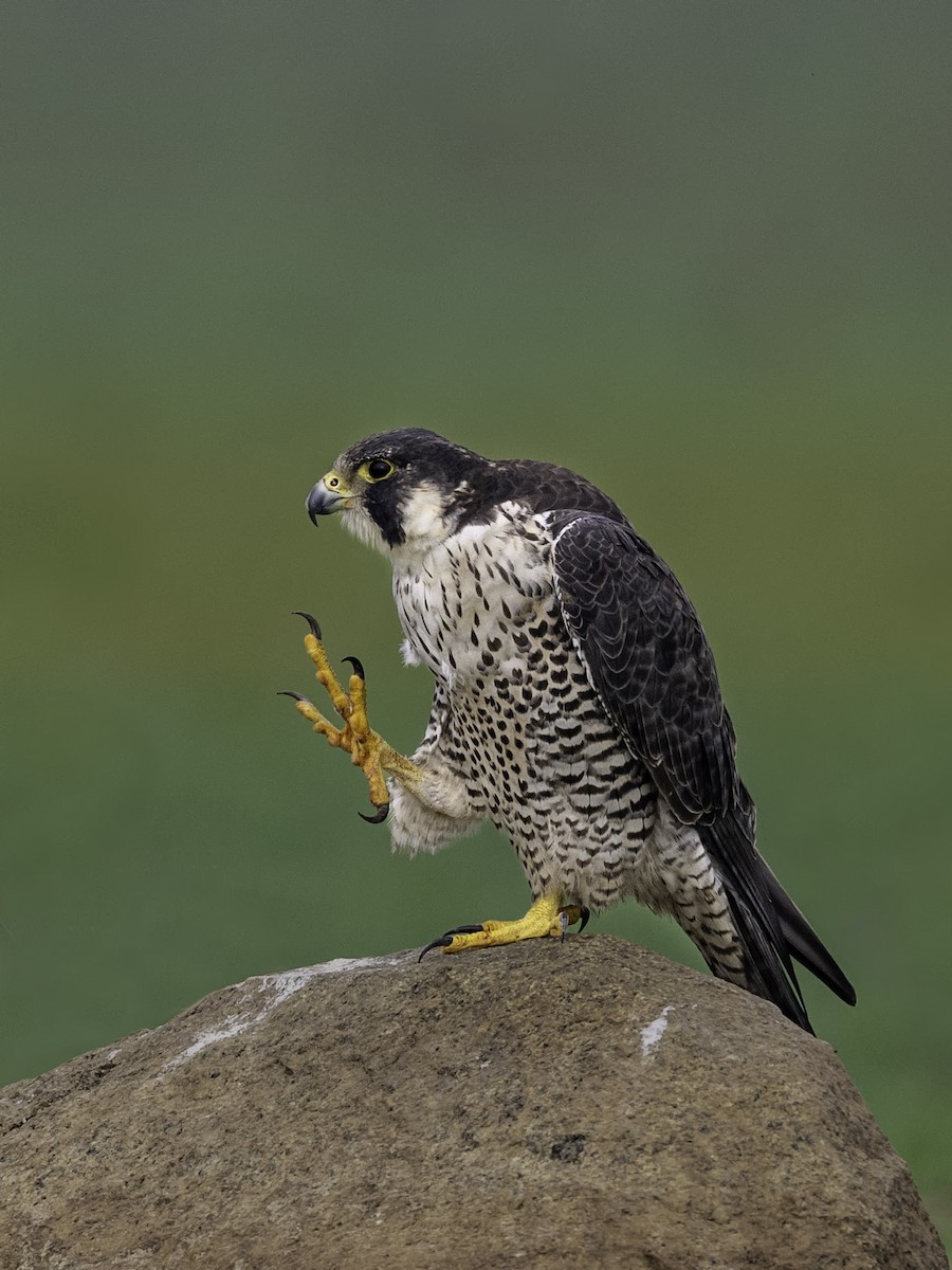 Peregrine Falcon - Sriram Reddy