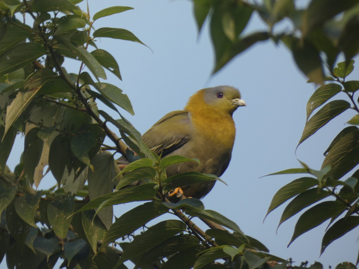 Yellow-footed Green-Pigeon - Seth Miller