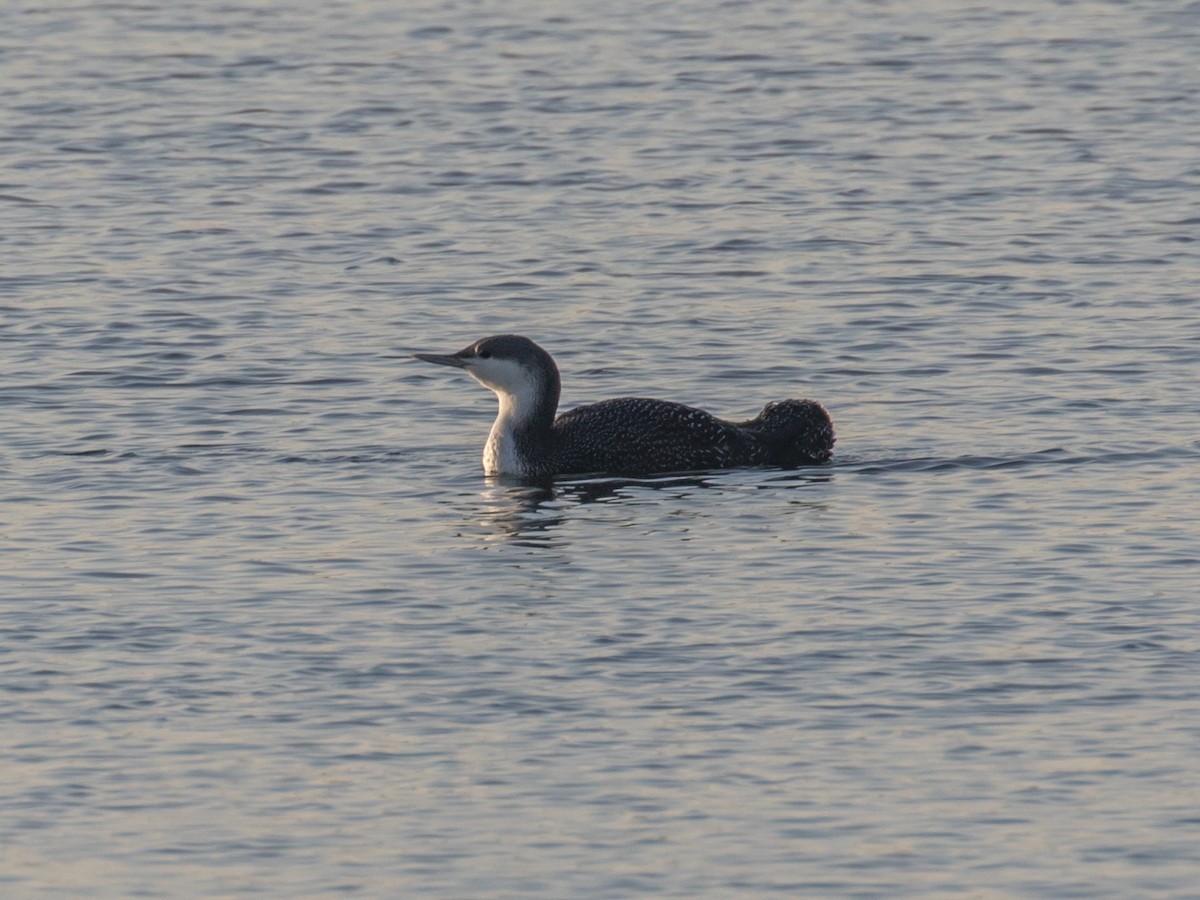 Red-throated Loon - ML198419111
