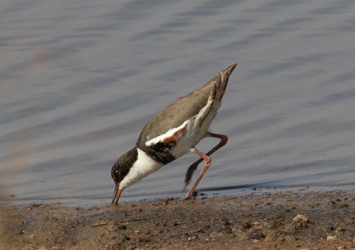 Red-kneed Dotterel - shorty w