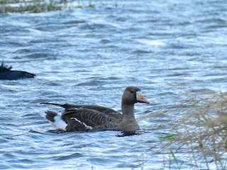 Greater White-fronted Goose, ML198421611