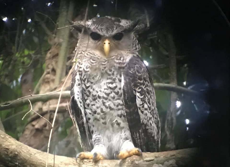 Spot-bellied Eagle-Owl - ML198424821