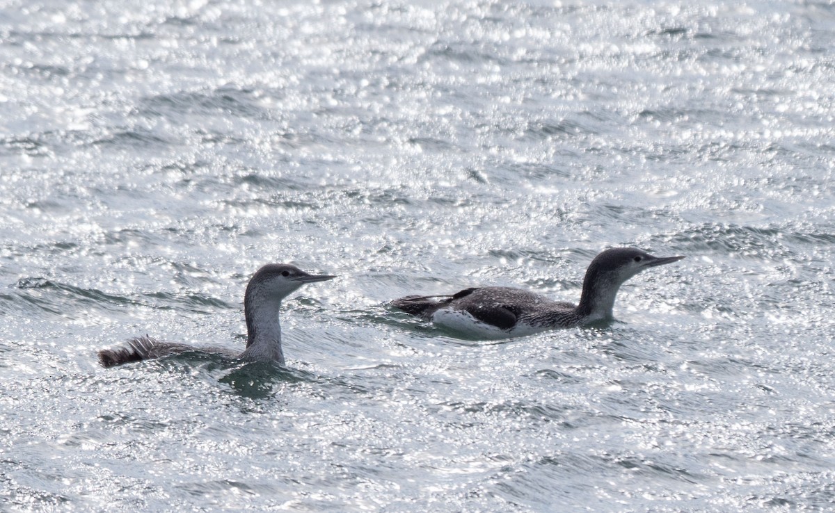 Red-throated Loon - ML198426191