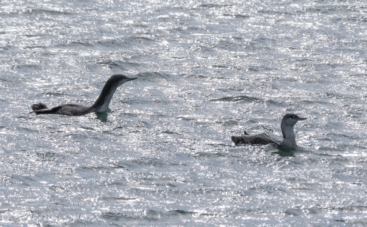 Red-throated Loon - Elizabeth Crouthamel