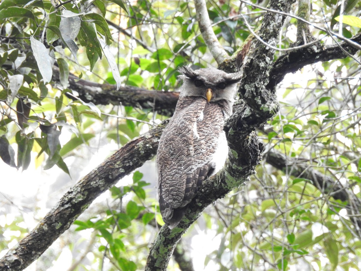 Barred Eagle-Owl - Nyuk Hua Chin
