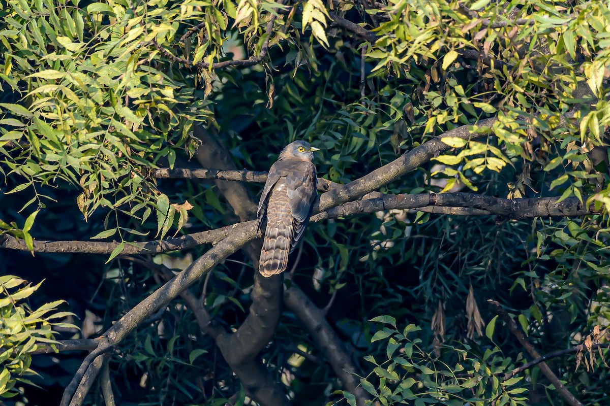 Common Hawk-Cuckoo - Nitin Chandra