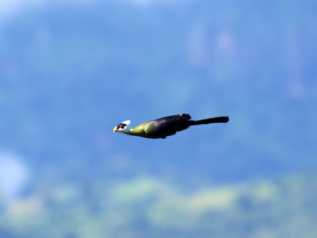White-crested Turaco - ML198435591